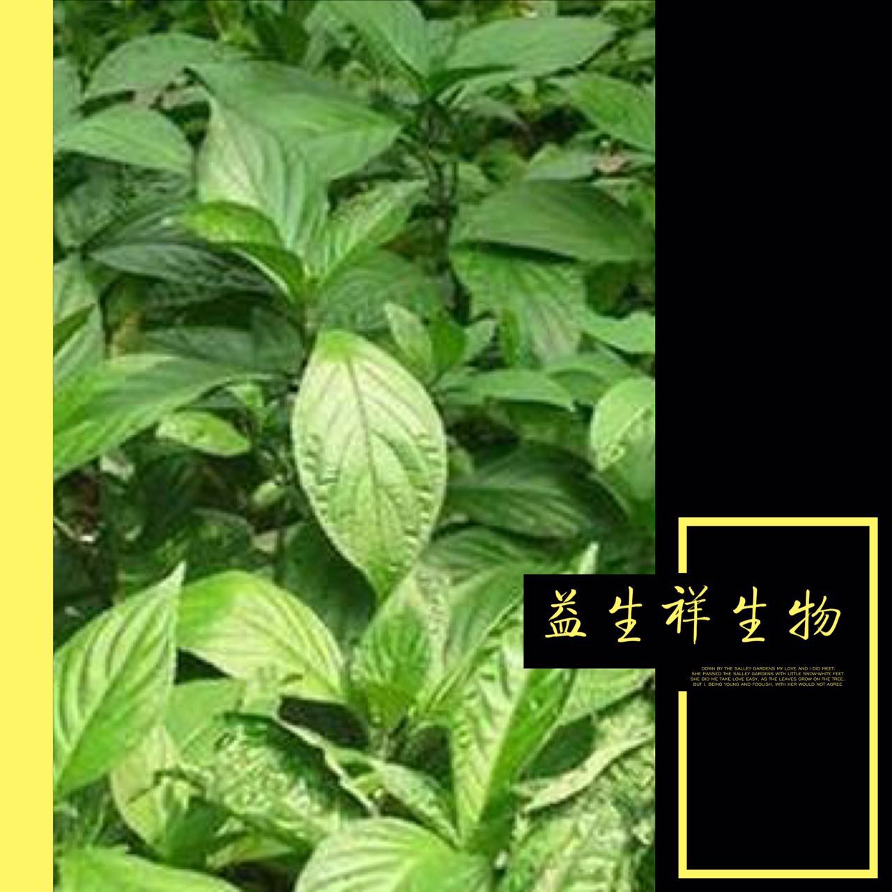 板藍根提取物_蘭州(*)__植物提取物-食品商務網