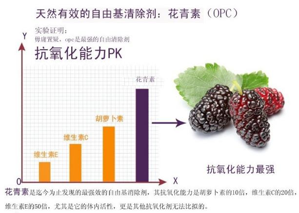 黑豆提取物10:1 黑豆粉加工提取