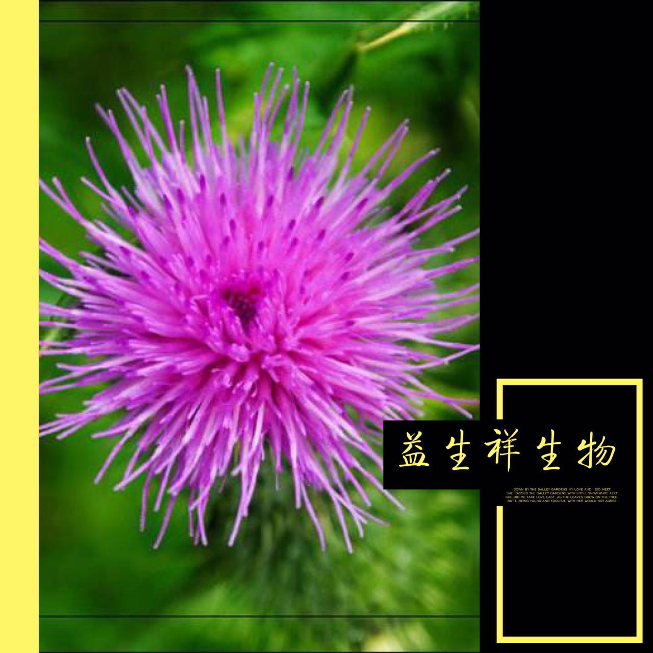 【英文名稱】herb of tropic ageratum extract 【原料別名】鹹蝦花