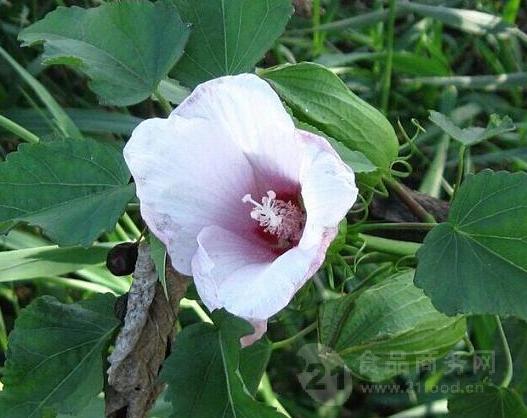 风茄花提取物风茄花粉 风茄提取液 现货包邮