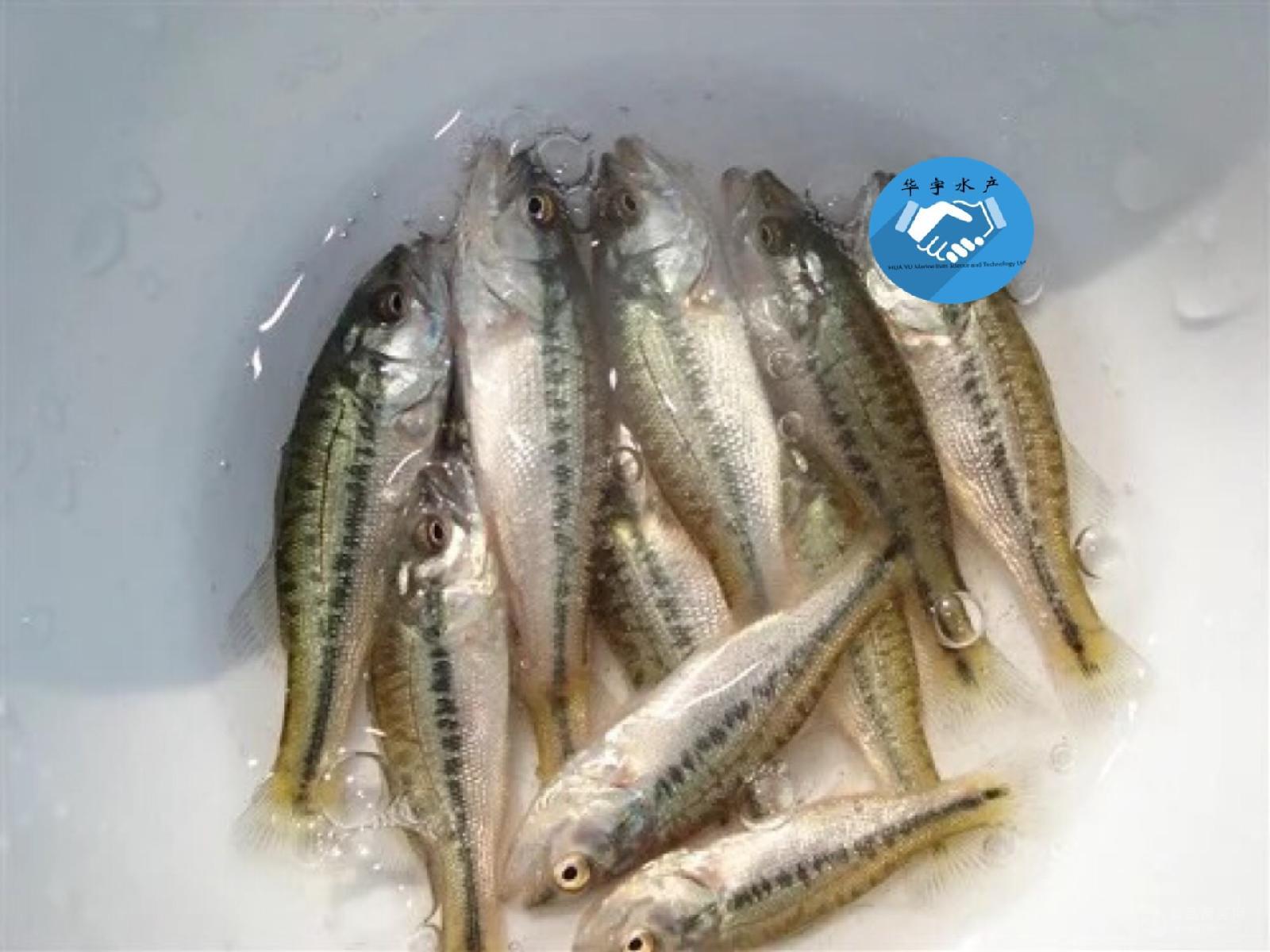 魚苗批發 加州鱸魚苗批發價格 廣東江門 水產種苗-食品商務網