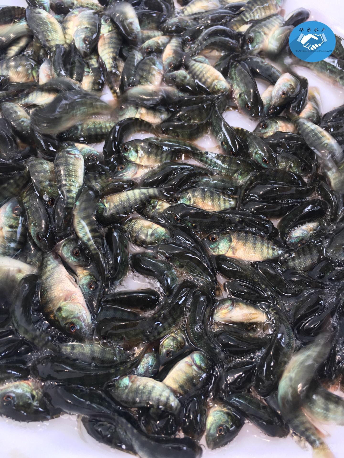 魚苗批發羅非魚非洲鯽魚福壽魚