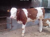 鲁西黄牛牛犊价格鲁西黄牛母牛价格