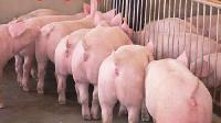 黑豬豬崽山東黑豬豬崽格 小黑豬苗價格