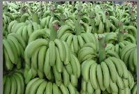 香蕉代办 香蕉产地收购价格
