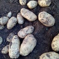 2017年土豆價格 土豆格詳細查詢