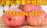今年山东红富士苹果价格