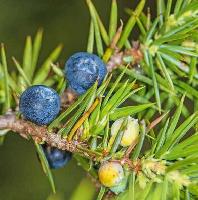 杜松子提取物61杜松子粉杜松子速溶粉植物提炼萃取