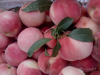毛桃種植基地 毛桃產區價格是多錢一斤毛桃價格一覽表