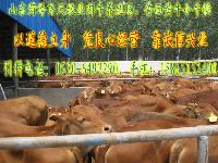 菏泽肉牛养殖场出售改良牛小种牛价格便宜