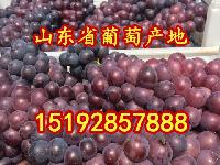 今年山东省巨峰葡萄产地价格 巨峰葡萄格